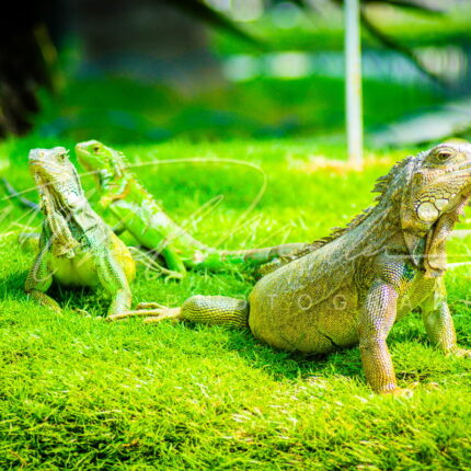 iguana de guayaquil parque fotografia michael muller
