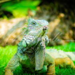 iguana de guayaquil parque fotografia michael muller