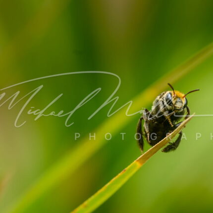 macro close up abeja michael muller foto