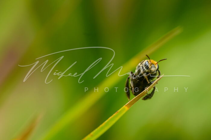 macro close up abeja michael muller foto