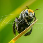macro close up abeja michael muller foto