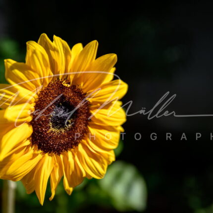 girasol de colores fotografia michael muller