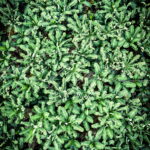 plantacion de banano dron aerea fotografia michael muller