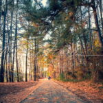 camino en bosque apex north carolina estados unidos fotografia michael muller