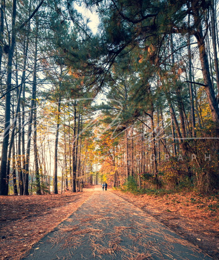 camino en bosque apex north carolina estados unidos fotografia michael muller