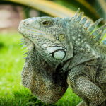 iguana de guayaquil parque fotografia michael muller