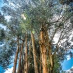 tronco arbol eucalipto Paisaje sereno en Cuenca: Río Tomebamba fotografia michael muller ecuador