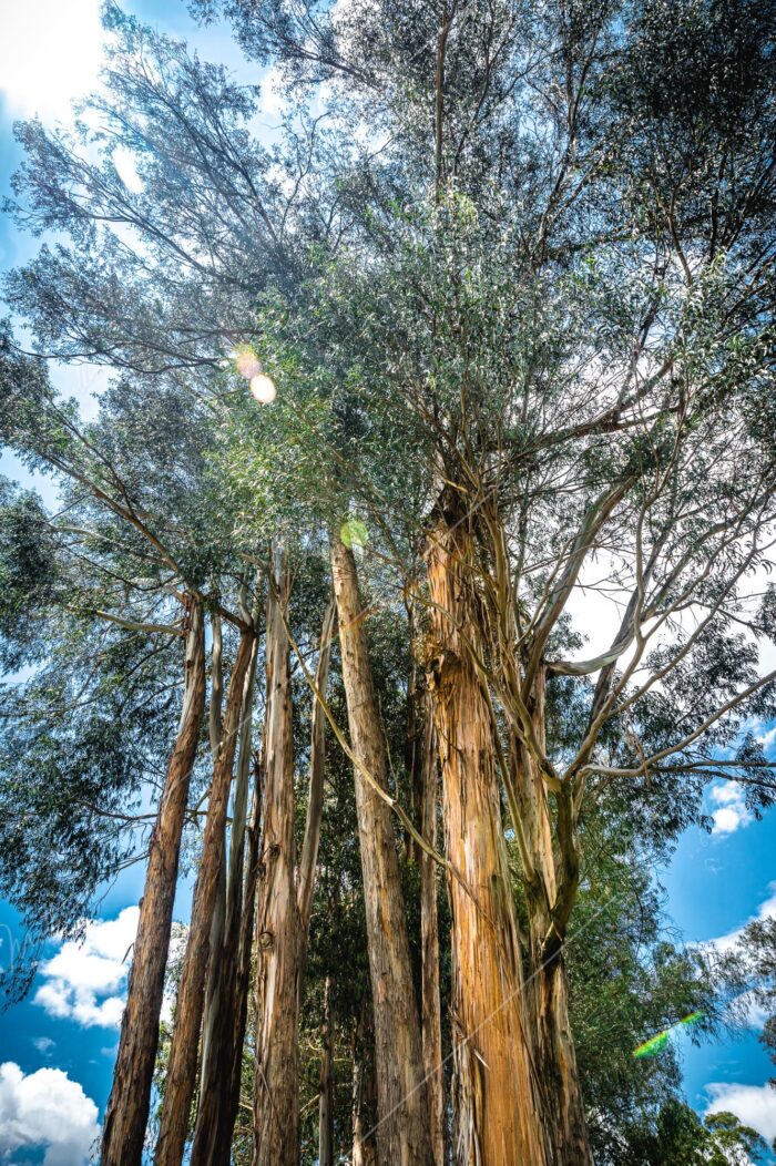 tronco arbol eucalipto Paisaje sereno en Cuenca: Río Tomebamba fotografia michael muller ecuador