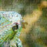 jigsaw-puzzle iguana guayaquil jigsaw-puzzle by michael muller art photography shop buy online